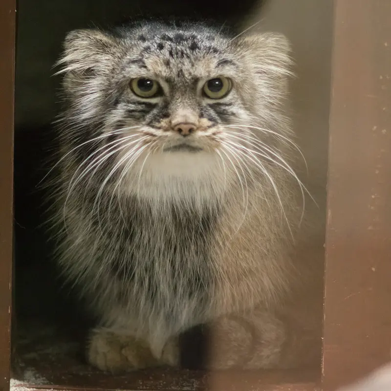 A photograph of Shafran in Ueno Zoological Gardens