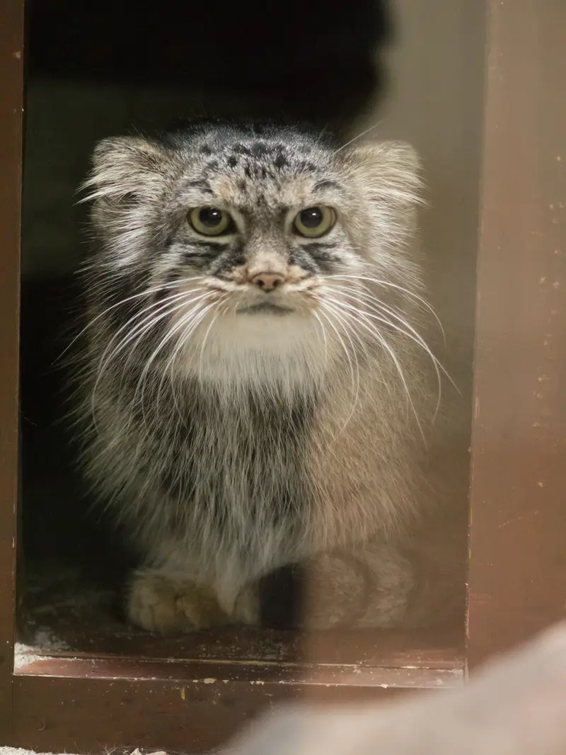 A photograph of Shafran in Ueno Zoological Gardens