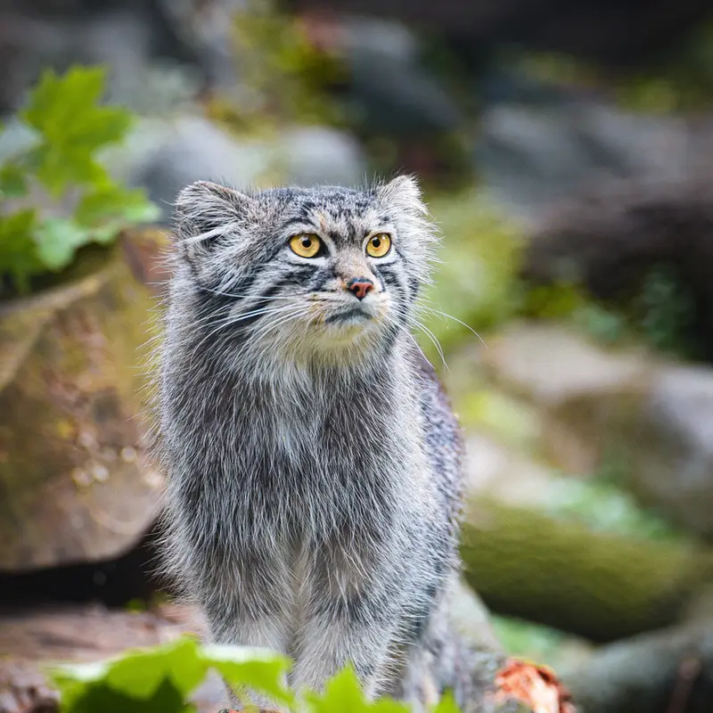 A photograph of Kubi in Wrocław Zoo