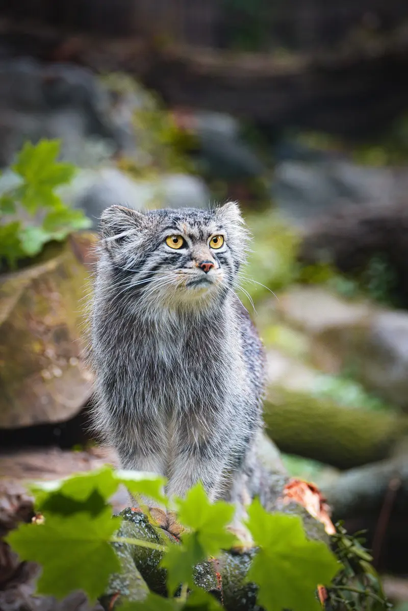 A photograph of Kubi in Wrocław Zoo