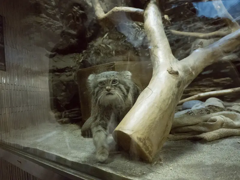 A photograph of Klyon in Ueno Zoological Gardens