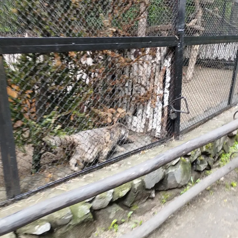 A photograph of Zelenogorsk in Novosibirsk Zoo