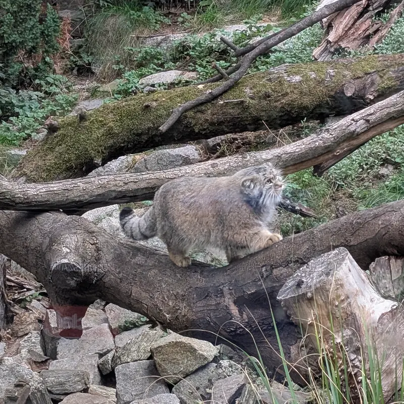 A photograph of Kubi in Wrocław Zoo