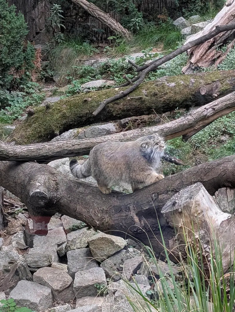 A photograph of Kubi in Wrocław Zoo