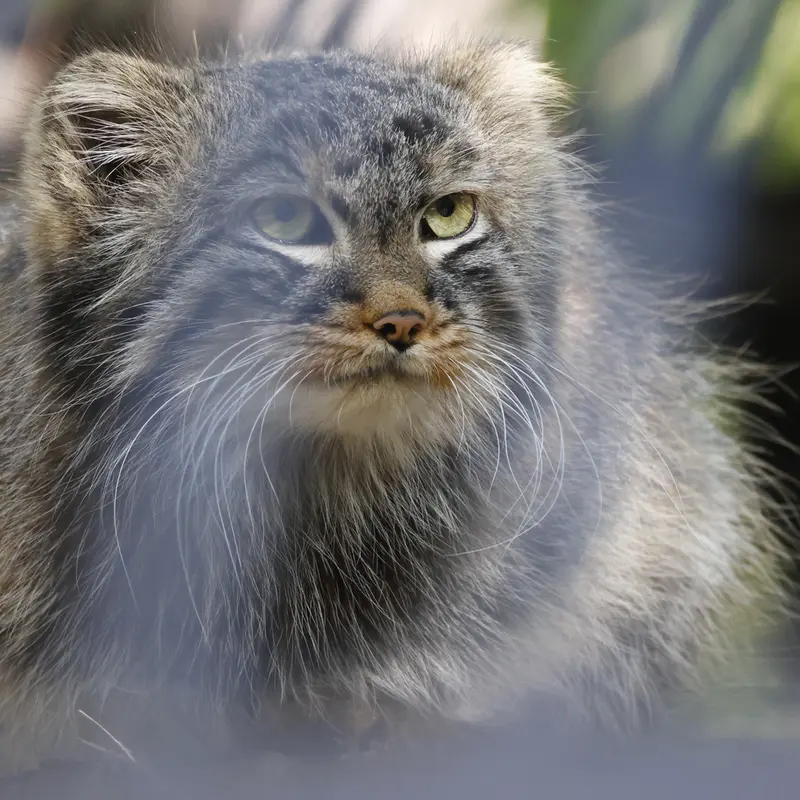 A photograph of Leon in Novosibirsk Zoo