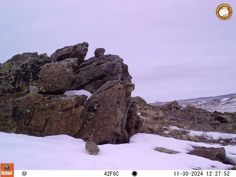 A photograph of Pika from Karashoky camera trap