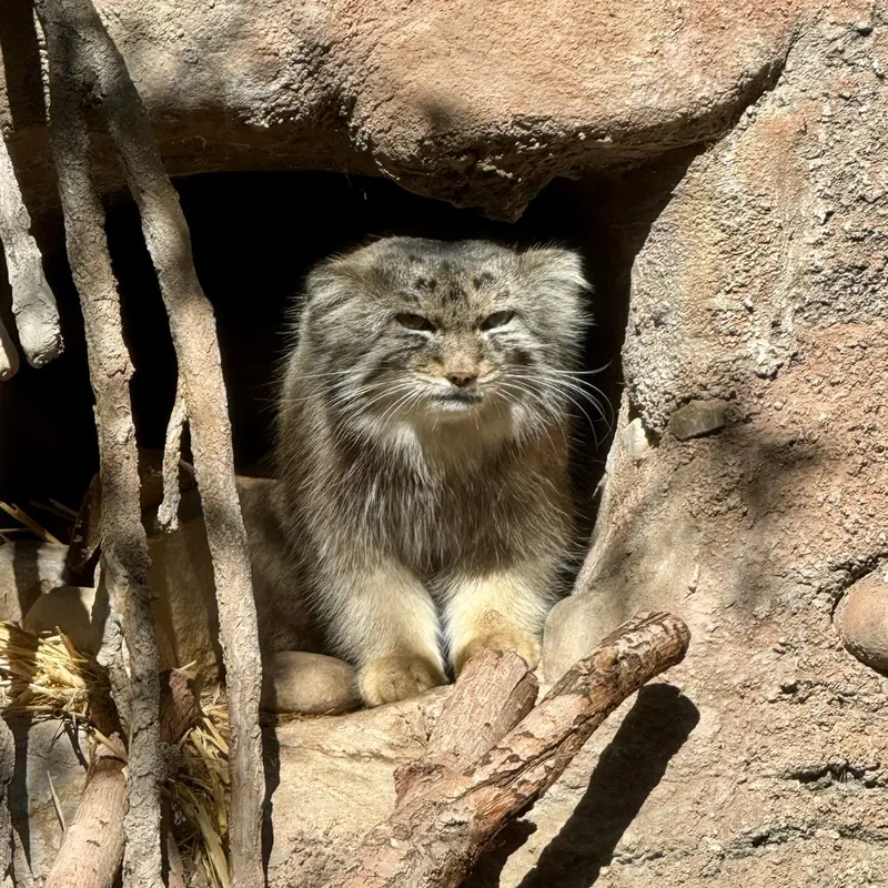 A photograph of Phyllaris in Utah's Hogle Zoo