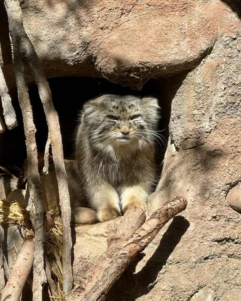 A photograph of Phyllaris in Utah's Hogle Zoo