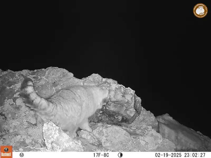 A photograph of Otocolobus manul manul from Besshoky 1 camera trap