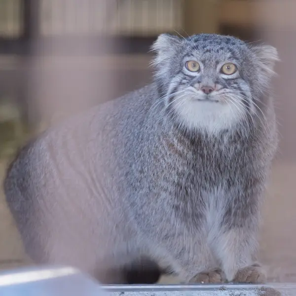 A photograph of Figa in Nogeyama Zoo