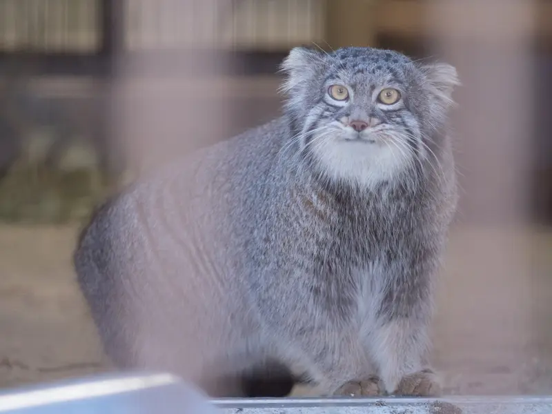 A photograph of Figa in Nogeyama Zoo