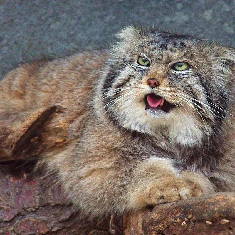 A photograph of Paval in Columbus Zoo and Aquarium