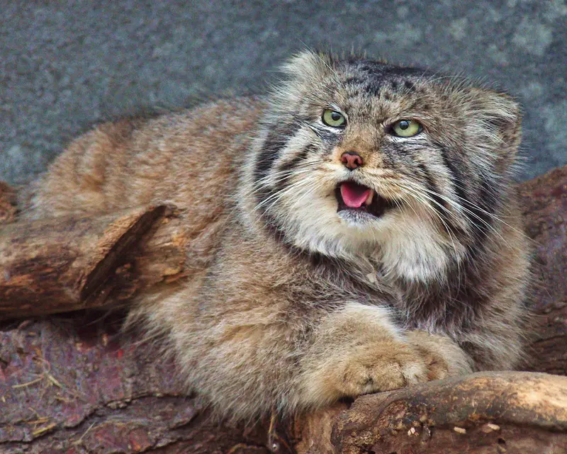 A photograph of Paval in Columbus Zoo and Aquarium