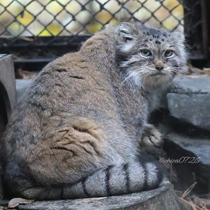 A photograph of Lastochka in Novosibirsk Zoo