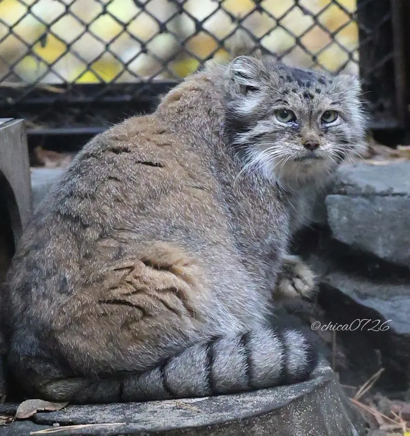 A photograph of Lastochka in Novosibirsk Zoo