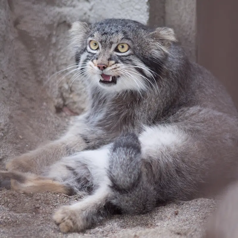 A photograph of Figa in Nogeyama Zoo