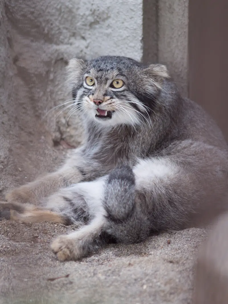 A photograph of Figa in Nogeyama Zoo