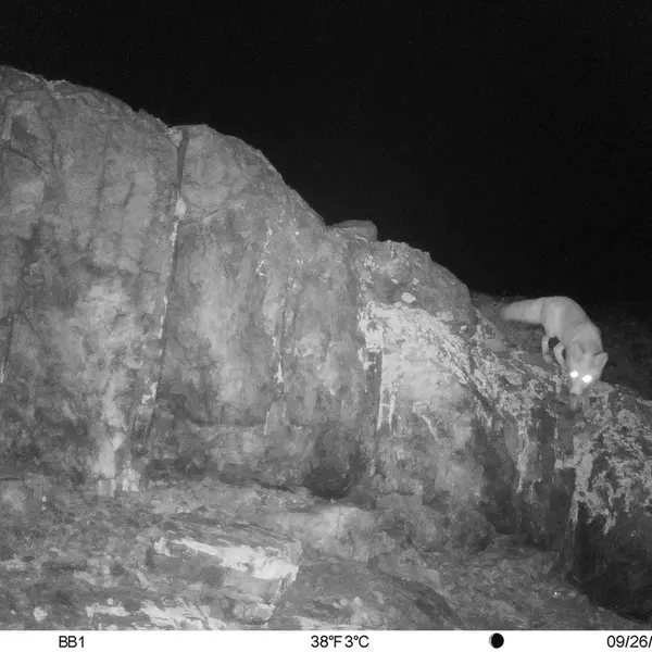 A photograph of Red fox from Aktas-Kunkora camera trap
