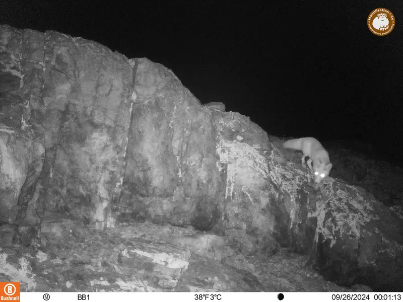 A photograph of Red fox from Aktas-Kunkora camera trap