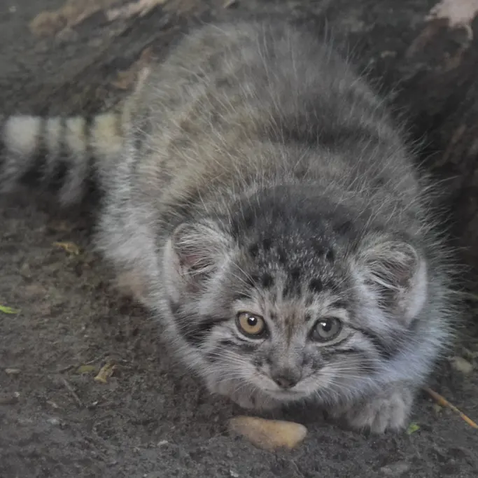 A photograph of Boris Ⅱ in Budapest Zoo & Botanical Garden