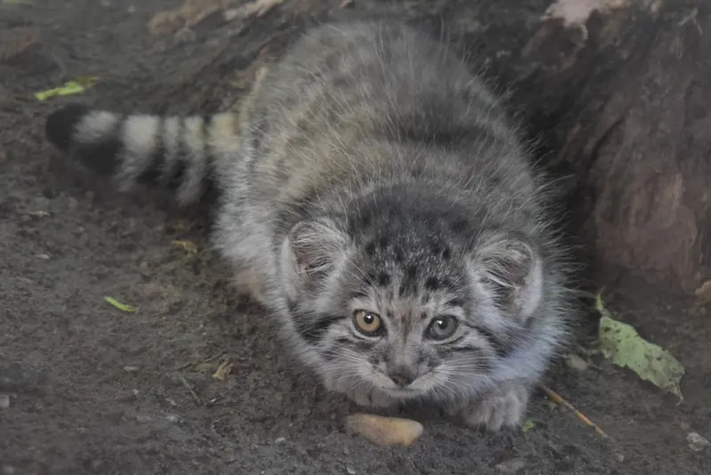 A photograph of Son of Lucy b. 2026 in Budapest Zoo & Botanical Garden