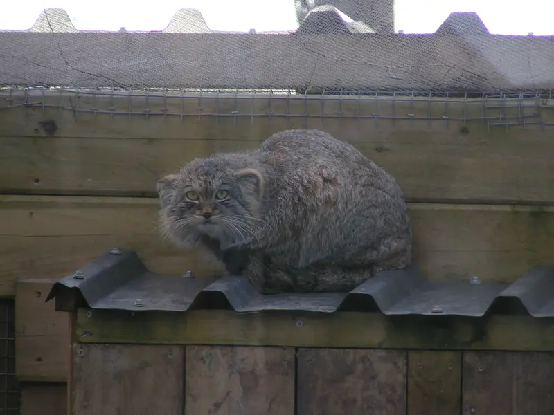 A photograph of Altai in The Lakeland Wildlife Oasis