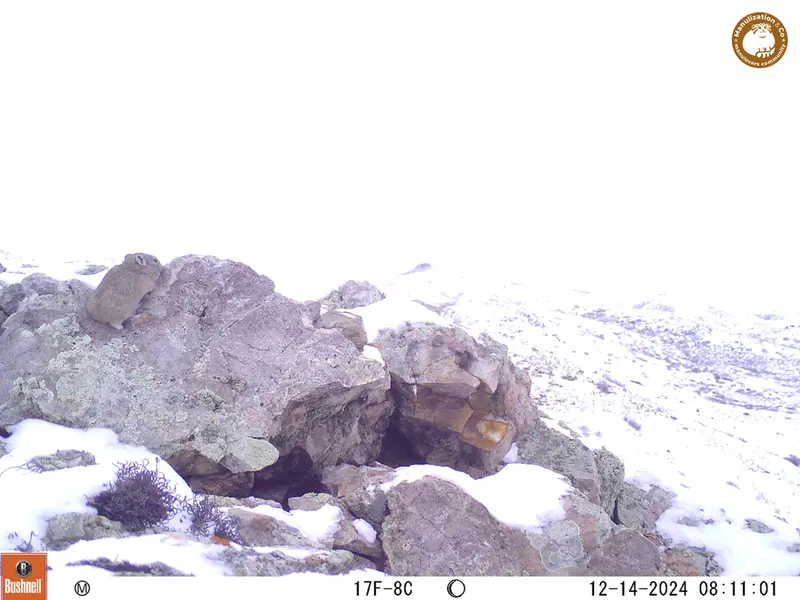 A photograph of Pika from Besshoky 1 camera trap