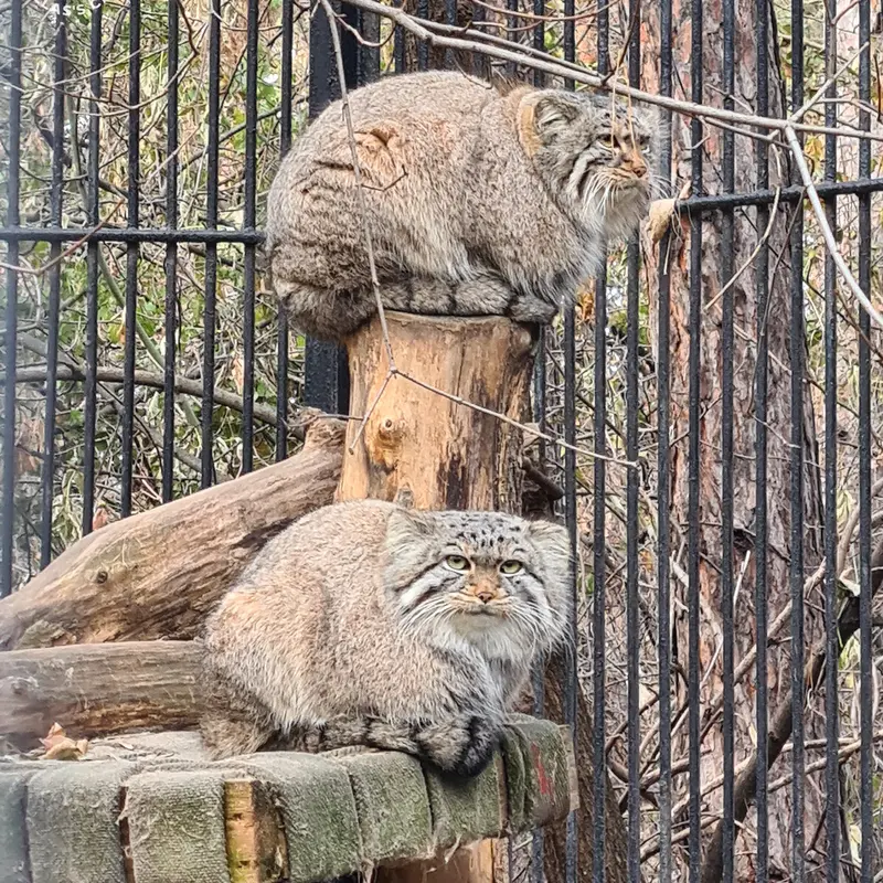 A photograph of Son of Eve 2024 Ⅱ and Son of  Eve 2024 Ⅳ in Novosibirsk Zoo