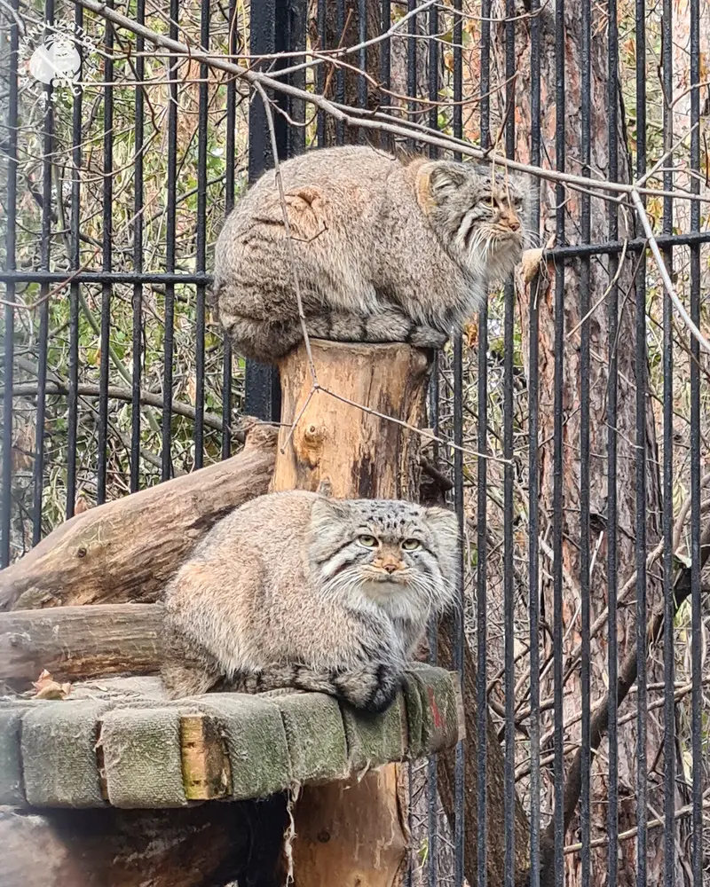 A photograph of Son of Eve 2024 Ⅱ and Son of  Eve 2024 Ⅳ in Novosibirsk Zoo