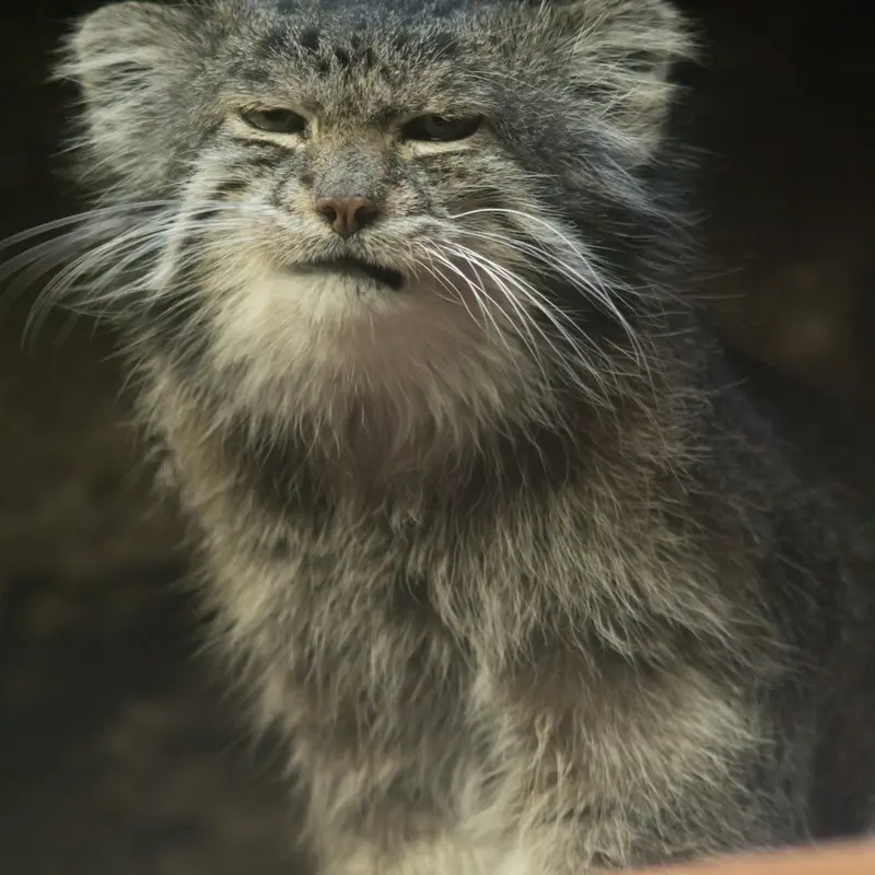 A photograph of Klyon in Ueno Zoological Gardens