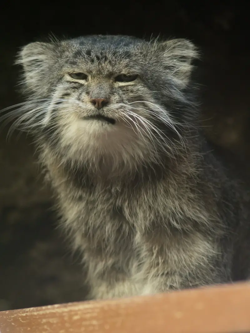A photograph of Klyon in Ueno Zoological Gardens
