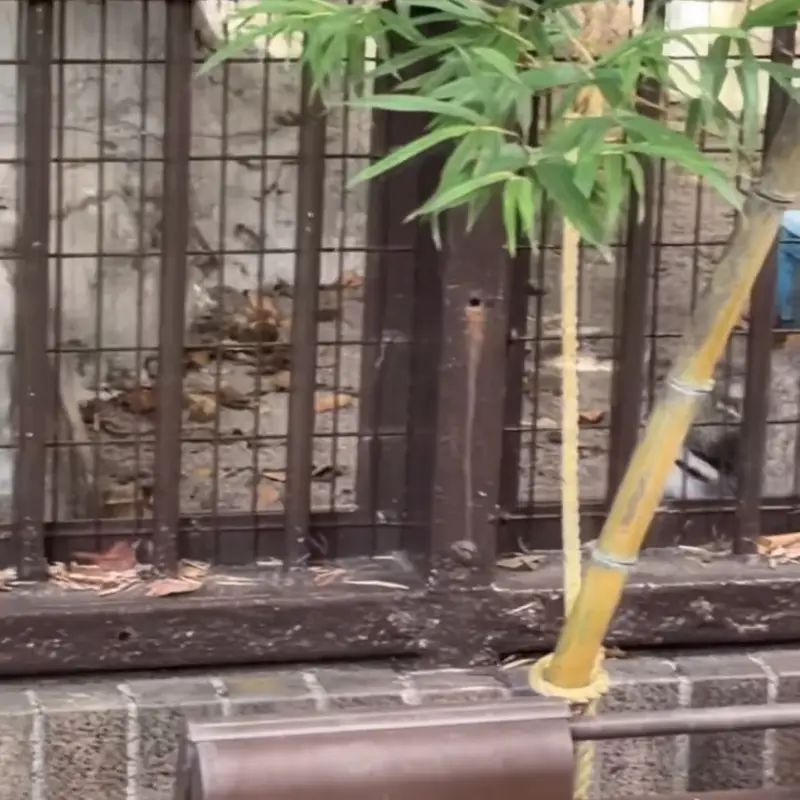 A photograph of Figa in Nogeyama Zoo