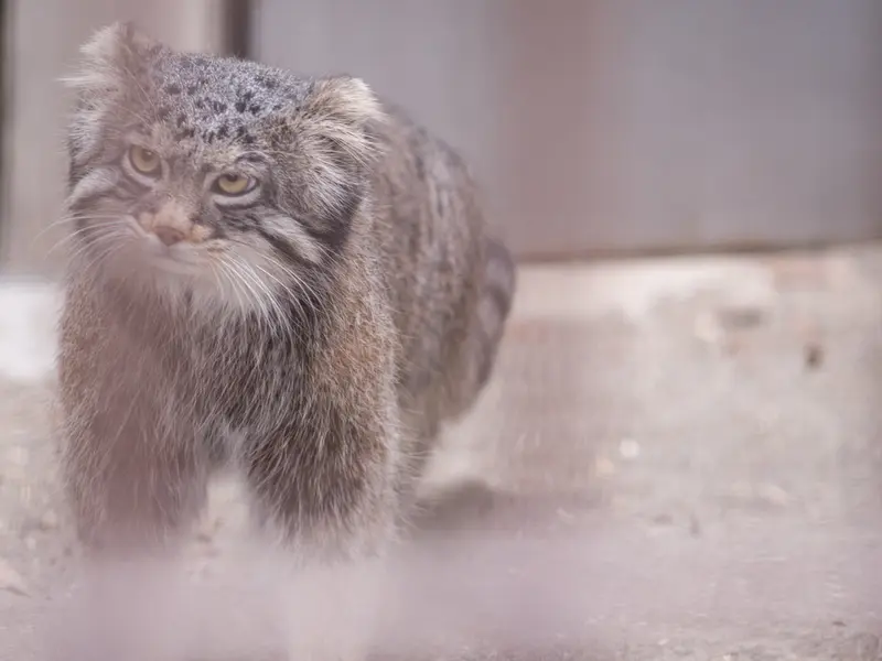 A photograph of Figa in Nogeyama Zoo