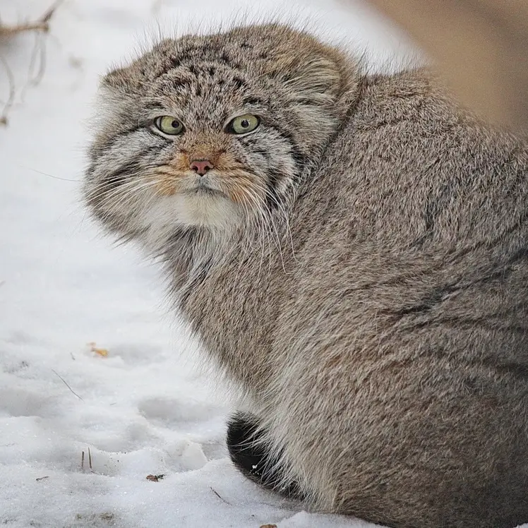 A photograph of Son of Mia 2022 Ⅲ in Novosibirsk Zoo