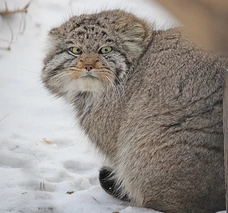 A photograph of Son of Mia 2022 Ⅲ in Novosibirsk Zoo