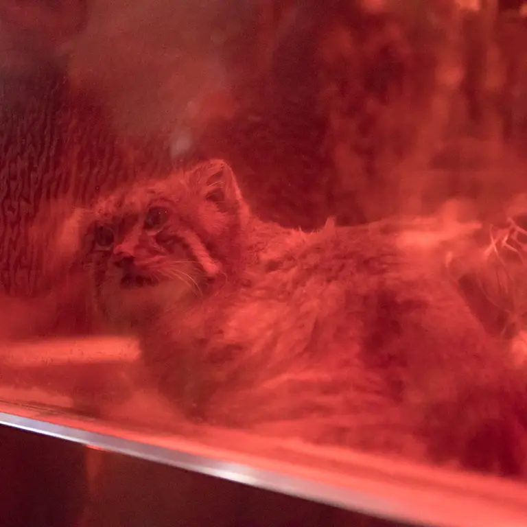 A photograph of Naim in Ueno Zoological Gardens