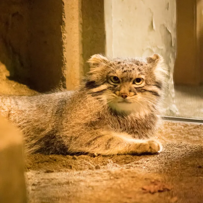 A photograph of Figa in Nogeyama Zoo