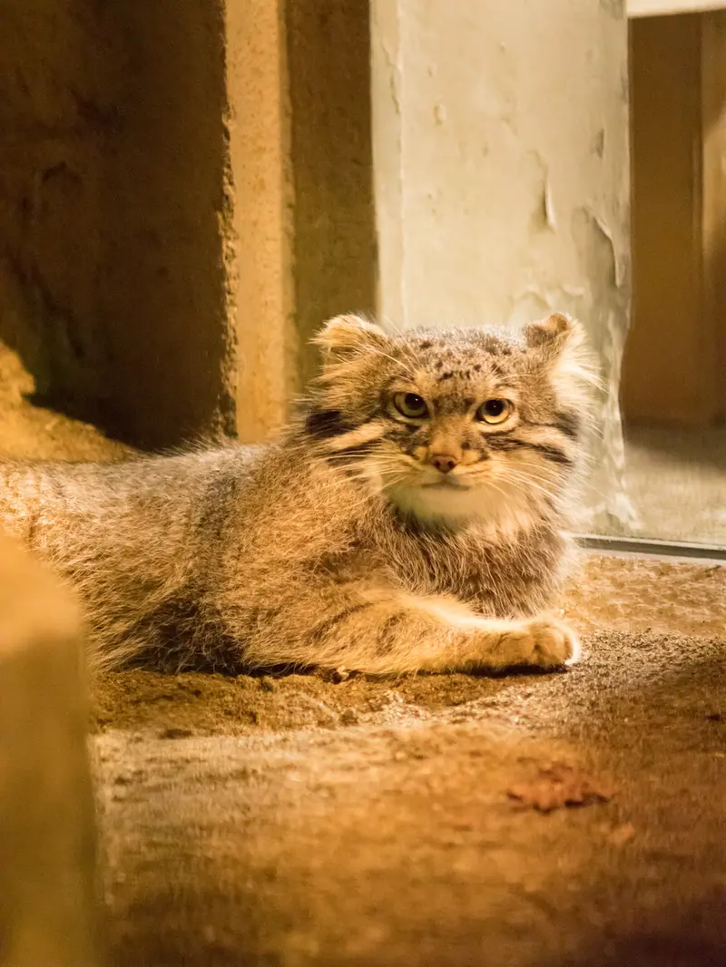 A photograph of Figa in Nogeyama Zoo