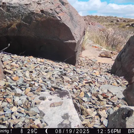 A photograph of Kazakh pika from Kiikbai [new] camera trap