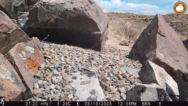 A photograph of Kazakh pika from Kiikbai [new] camera trap