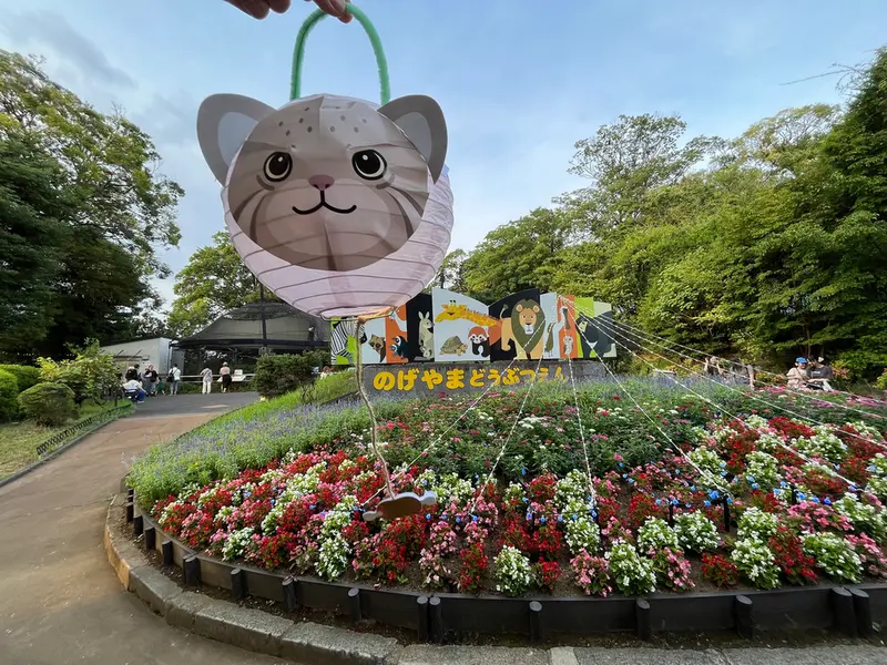 A photograph of a Pallas's cat in Nogeyama Zoo