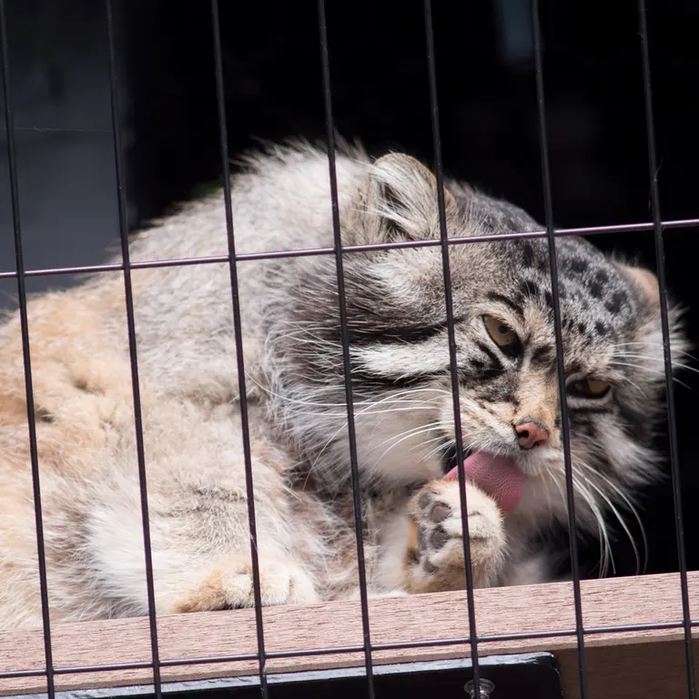 A photograph of Grusha in Asahiyama Zoo