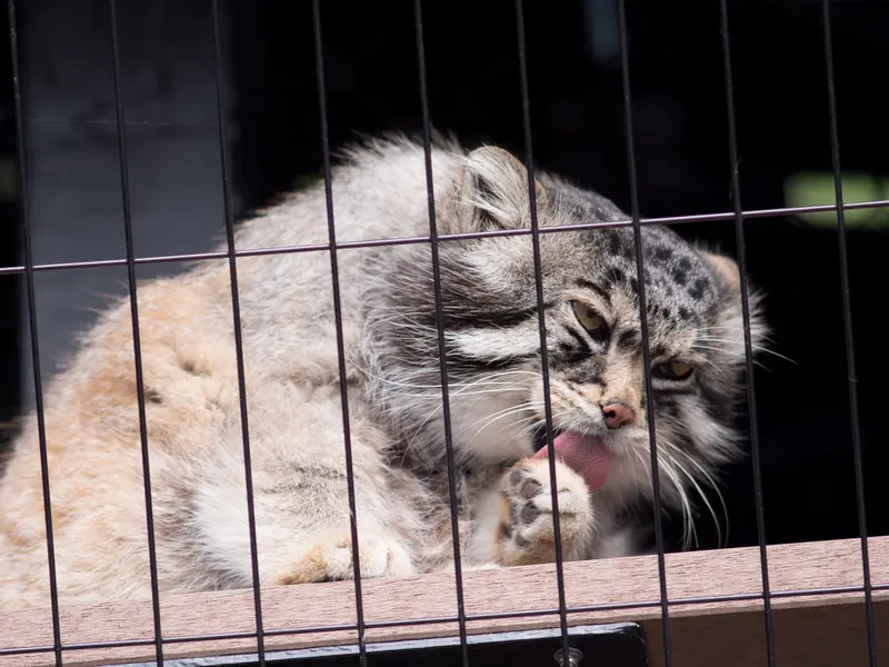 A photograph of Grusha in Asahiyama Zoo