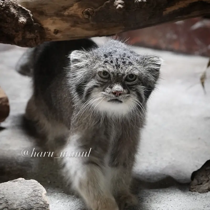 A photograph of Klyon in Ueno Zoological Gardens