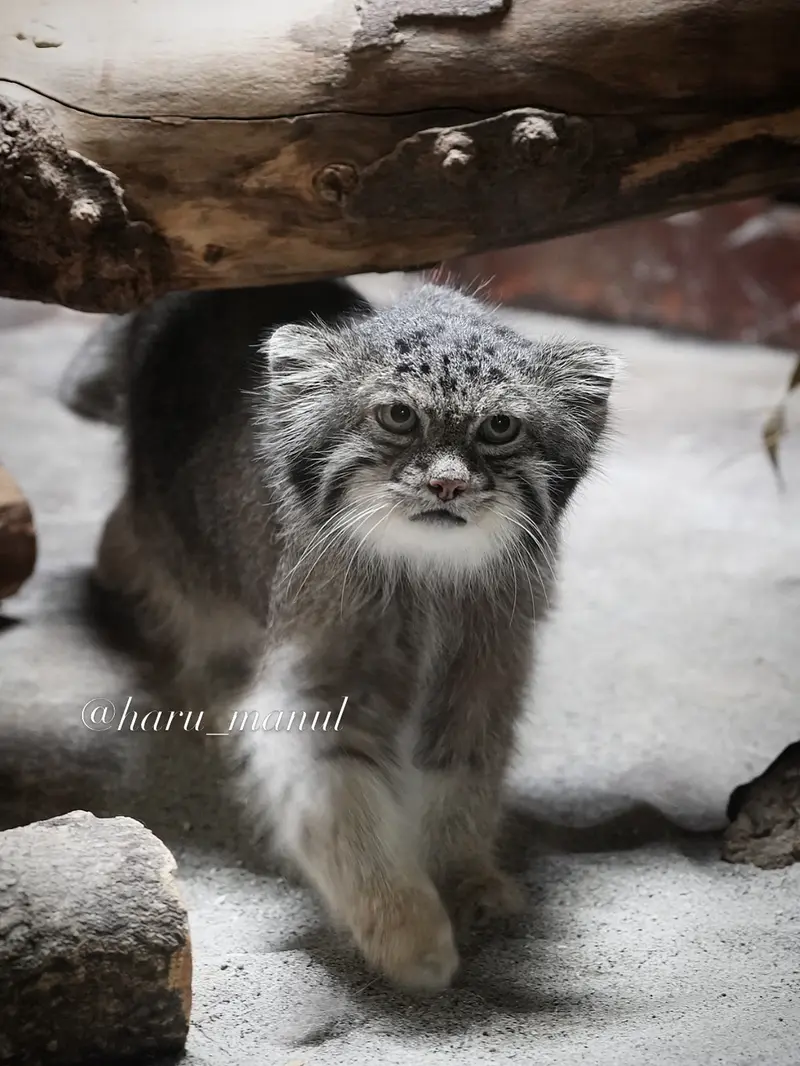 A photograph of Klyon in Ueno Zoological Gardens