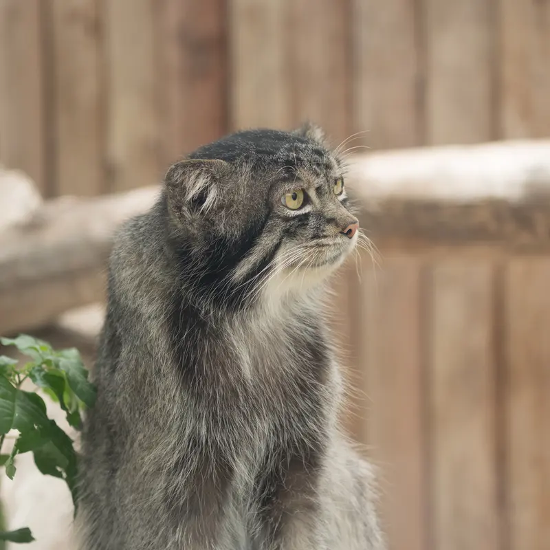 A photograph of Nar in Kobe Animal Kingdom