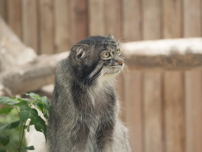A photograph of Nar in Kobe Animal Kingdom