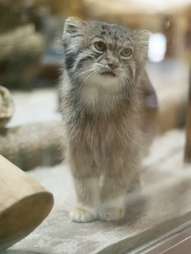 A photograph of Klyon in Ueno Zoological Gardens