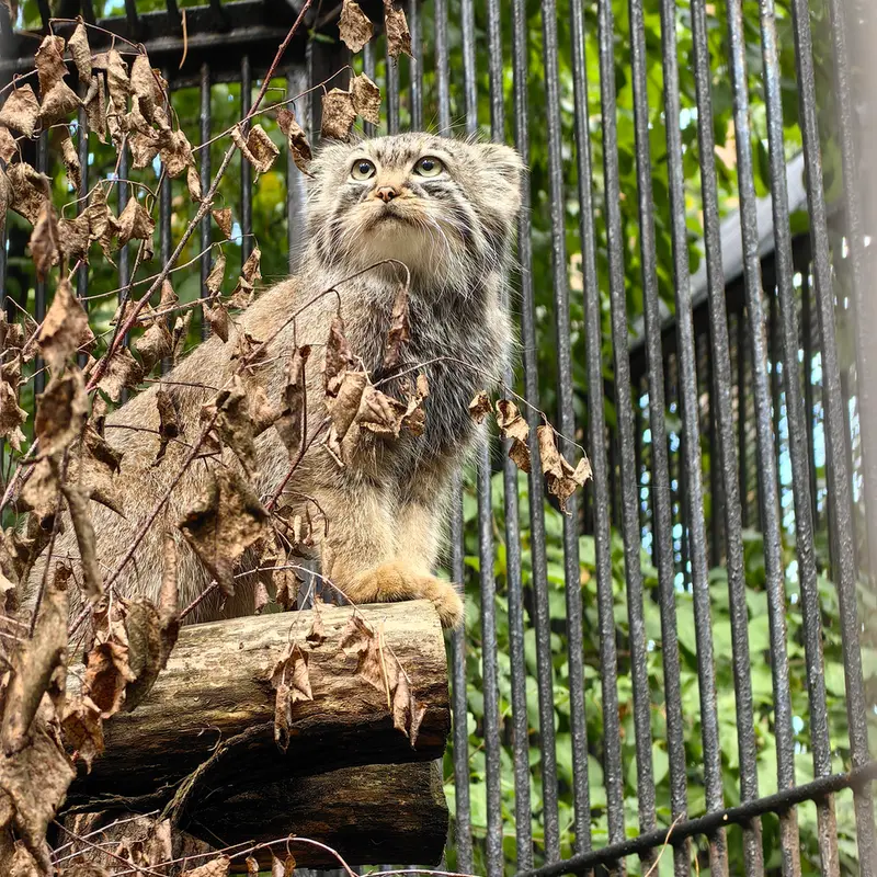 A photograph of Daughter of Lolo 2024 Ⅳ in Novosibirsk Zoo