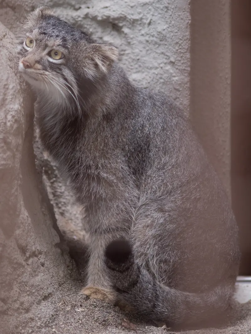 A photograph of Figa in Nogeyama Zoo